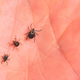 Illustration for article titled Maps Show North America's Growing Tick Invasion